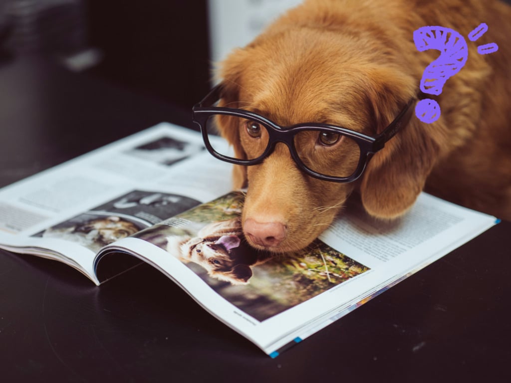 Hond die leest maar het niet snapt, waarom duidelijke taal beter werkt